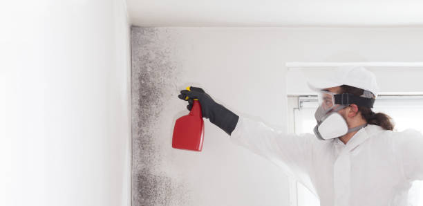 Best Residential Mold Removal  in St George, SC