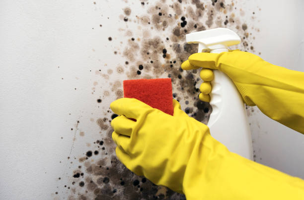 Best Same-Day Mold Removal  in St George, SC