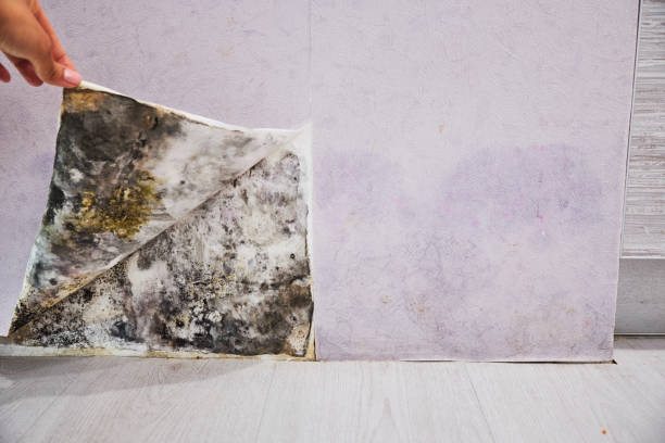 Mold Removal Process in St George, SC